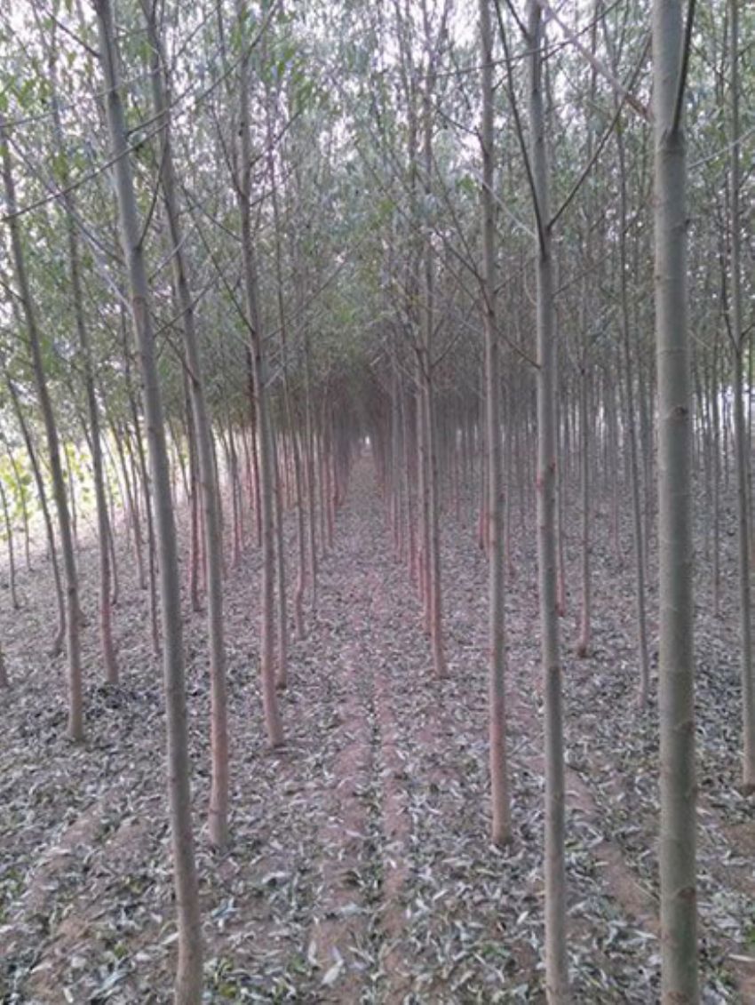 點(diǎn)擊查看詳細(xì)信息<br>標(biāo)題：速生楊 閱讀次數(shù)：3404